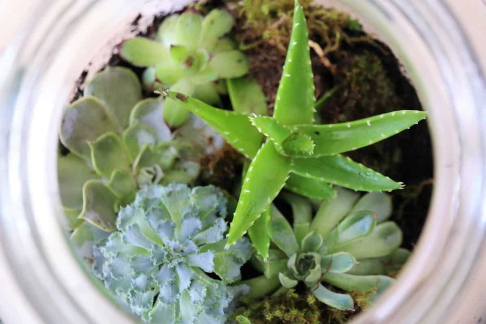 Flaschengarten selber machen: DIY-Idee mit Pflanzen im Glas
