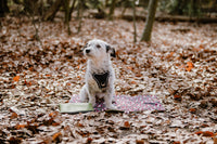 hundedecke-erwin
