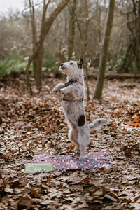 hundedecke-erwin