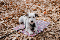 hundedecke-erwin