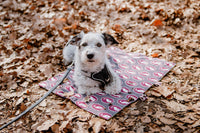 hundedecke-erwin