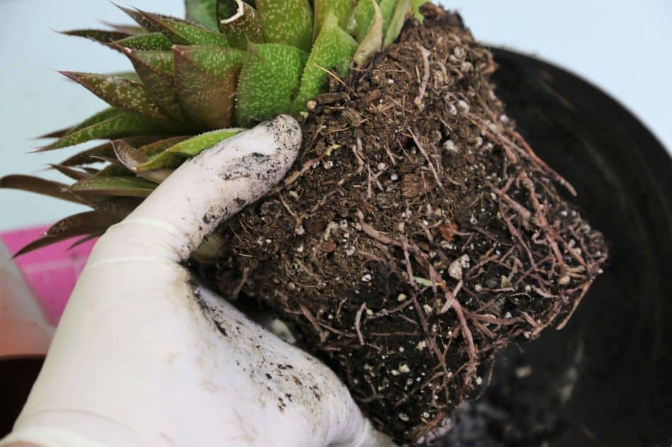 5. Schritt: Pflanzen einsetzen