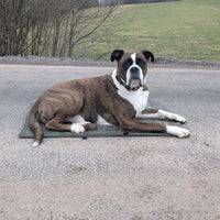 Hundedecke ERWIN