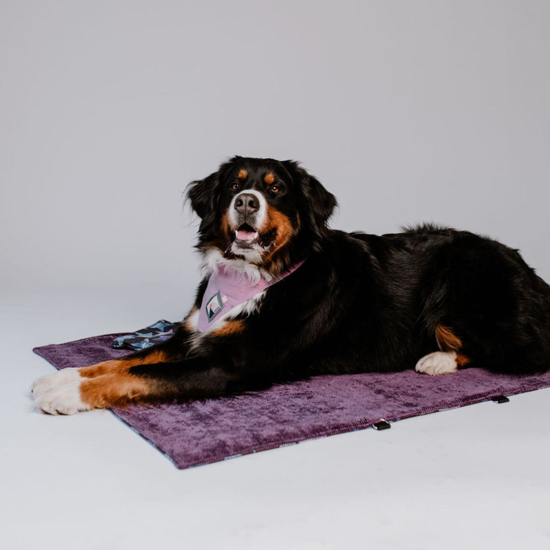 Hundedecke ERWIN