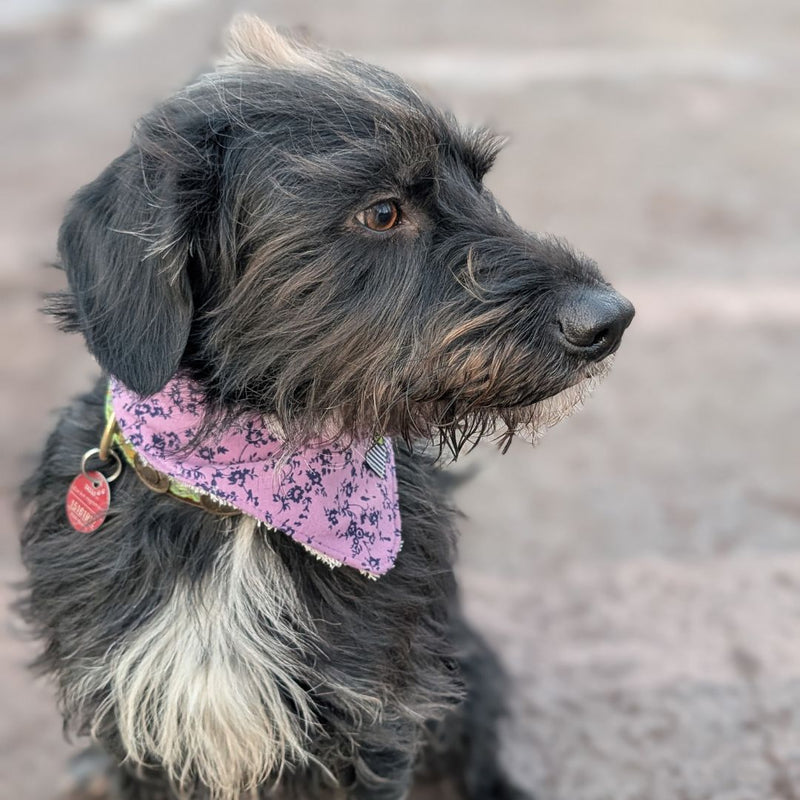 Hundehalstuch MINDY