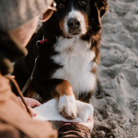 Hundehalstuch MINDY
