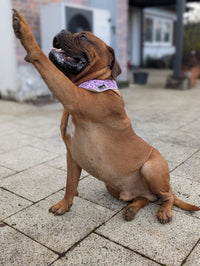 Hundehalstuch MINDY