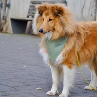 Hundehalstuch MINDY