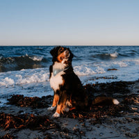 Hundehalstuch MINDY