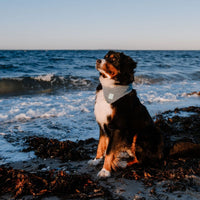Hundehalstuch MINDY