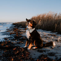 Hundehalstuch MINDY