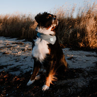 Hundehalstuch MINDY