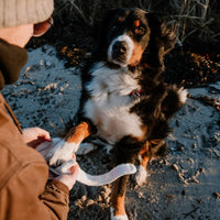 Hundehalstuch MINDY