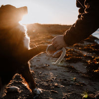 Hundehalstuch MINDY