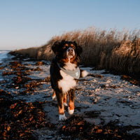 Hundehalstuch MINDY