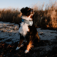Hundehalstuch MINDY