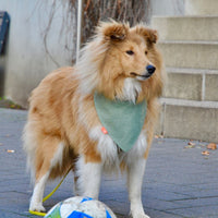 Hundehalstuch MINDY