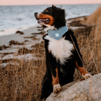 Hundehalstuch MINDY