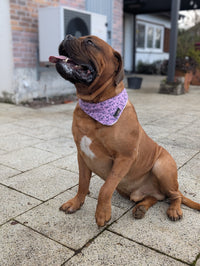 Hundehalstuch MINDY