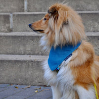 Hundehalstuch MINDY