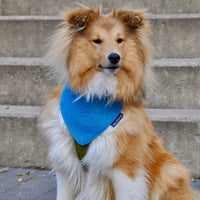Hundehalstuch MINDY