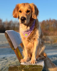 Hundehalstuch MINDY