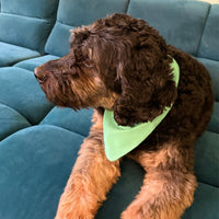 Hundehalstuch MINDY