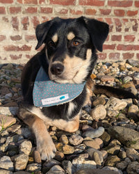 Hundehalstuch MINDY