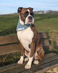 Hundehalstuch MINDY