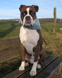 Hundehalstuch MINDY