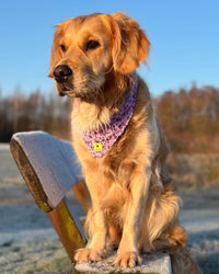 Hundehalstuch MINDY