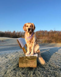 Hundehalstuch MINDY