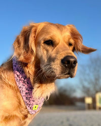 Hundehalstuch MINDY