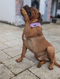 Hundehalstuch MINDY
