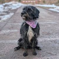 Hundehalstuch MINDY