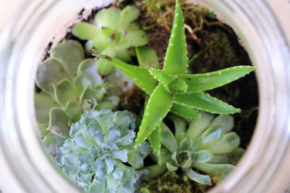 Flaschengarten selber machen: DIY-Idee mit Pflanzen im Glas